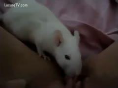 A white rat licks the girl's vagina.